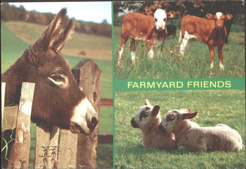 Farmyard friends donkey calves - farmyard,