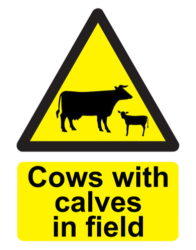 Cows with calves field - calves, in