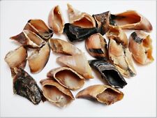 Dried Cow Calves HOOVES Grade