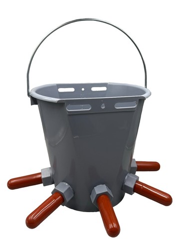 Calf milk feeding - milk, bucket