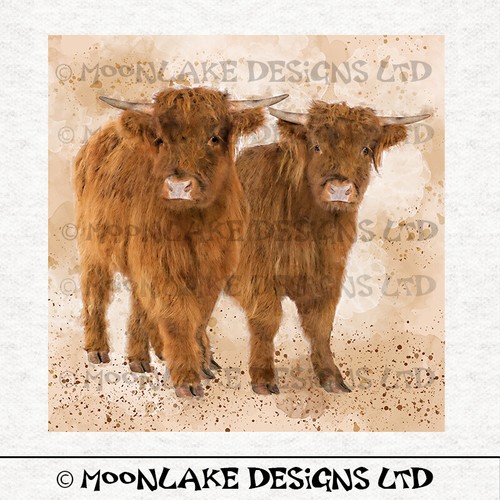 Animal highland cow calves - -,