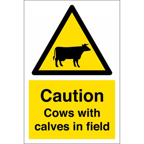 Cows with calves field - cows, in